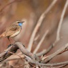 Slavik modracek - Luscinia svecica - Bluethroat 8626